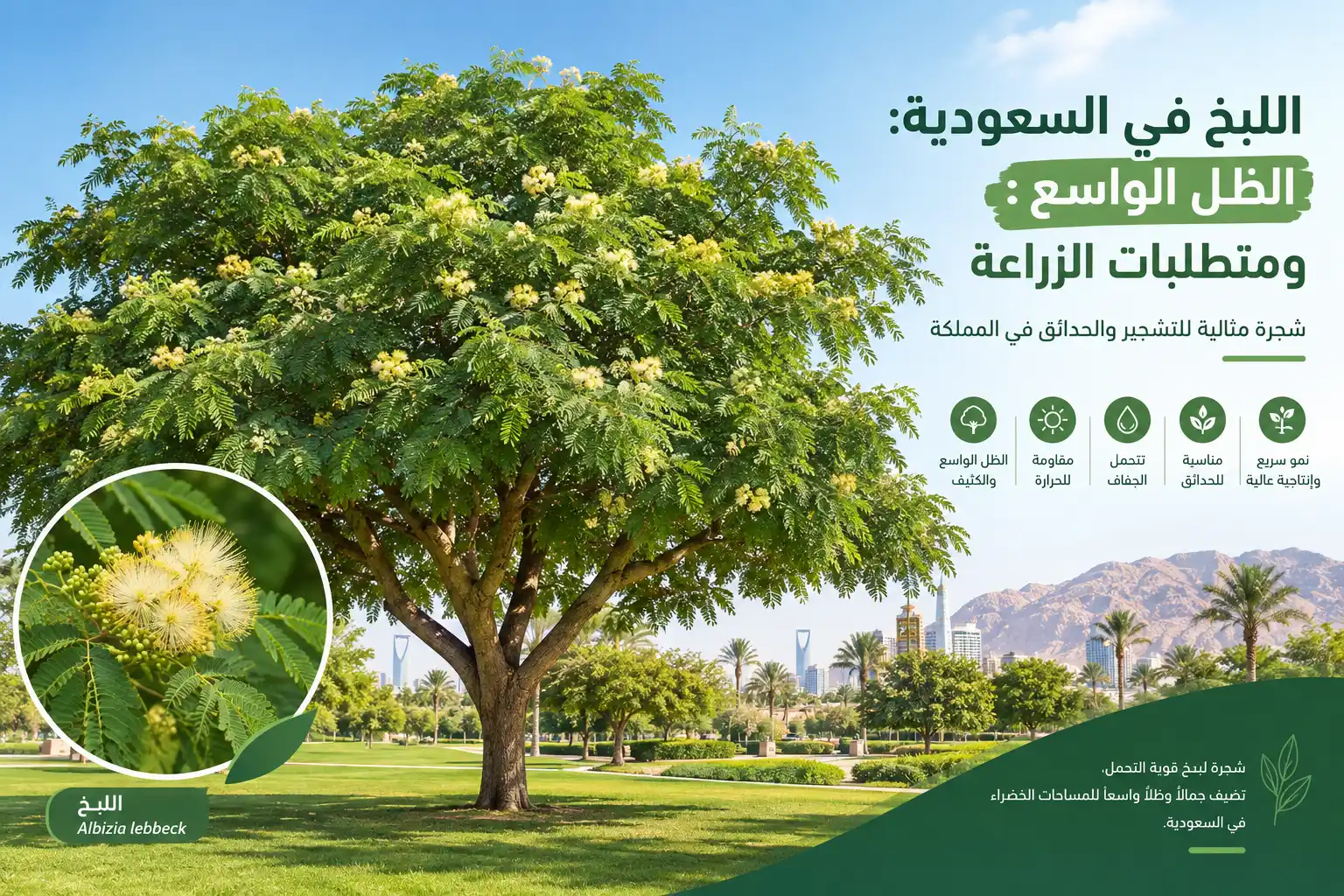 شجرة اللبخ في السعودية شجرة اللبخ Albizia lebbeck في موقع تشجير واسع بالسعودية