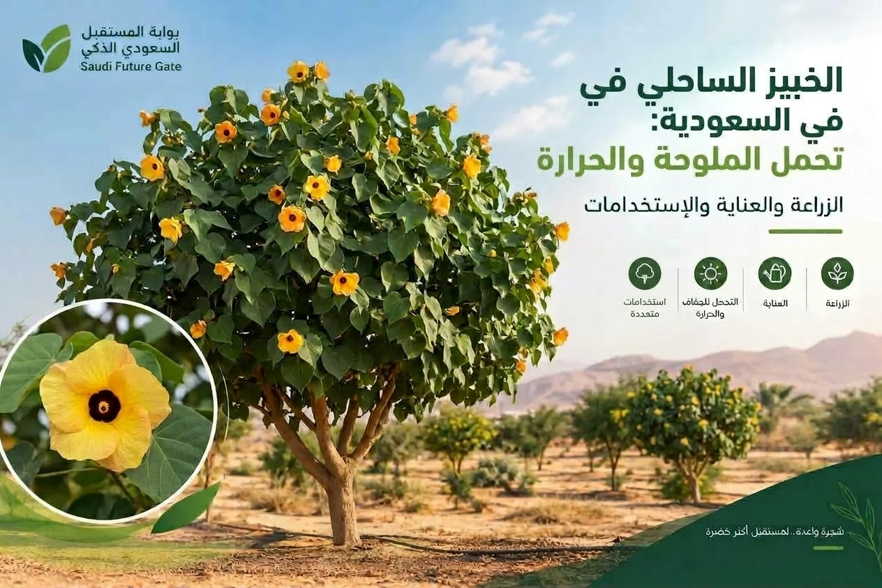 الخبيز الساحلي في السعودية واستخدامه في التشجير والحدائق شجرة الخبيز الساحلي في السعودية واستخدامها في التشجير والحدائق