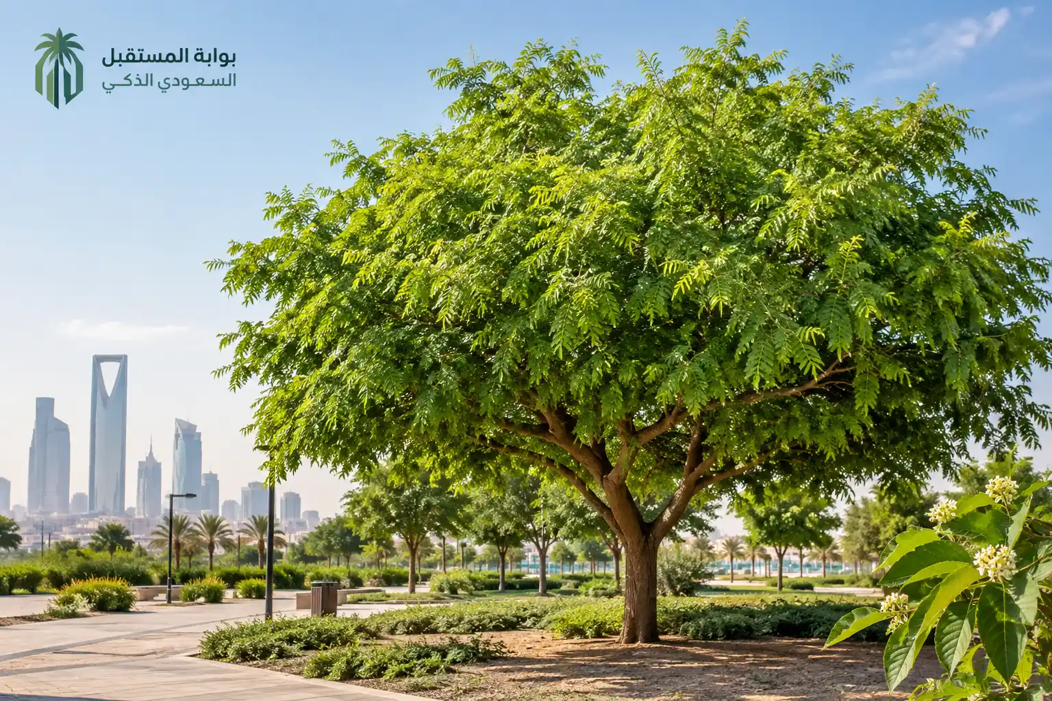 شجرة النيم في السعودية واستخدامها في التشجير والحدائق