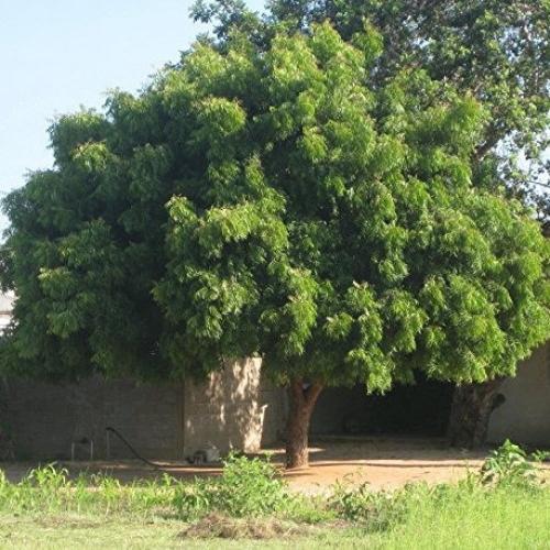 شجرة النيم في البيئة السعودية وتحملها للحرارة