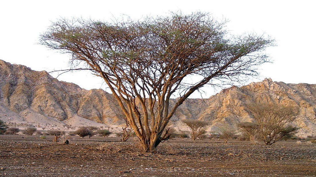أفضل الأشجار سريعة النمو في السعودية والرياض 2026 | رايات نجد للتشجير