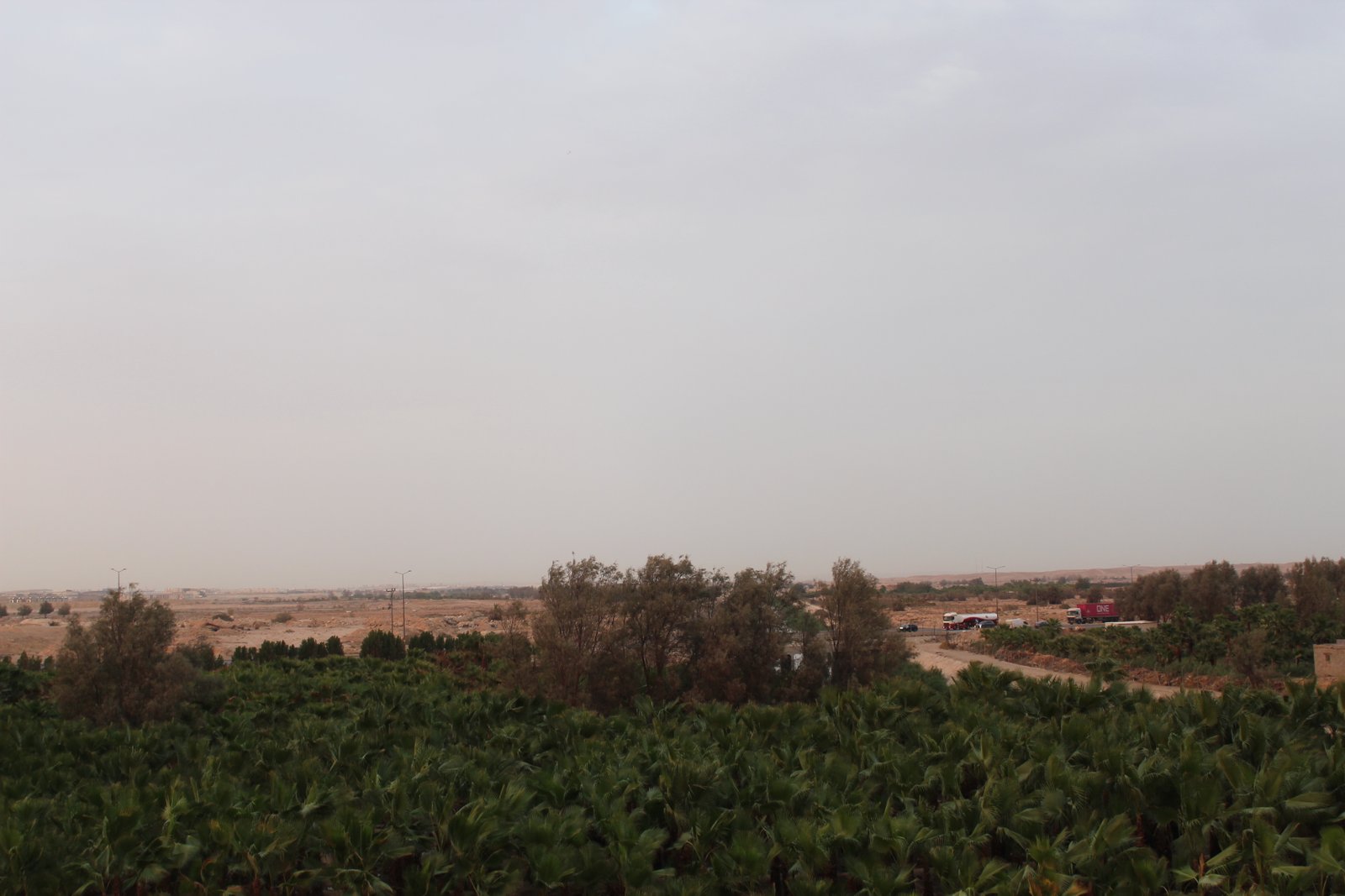أفضل أشجار مصدات الرياح في السعودية والرياض | رايات نجد للتشجير
