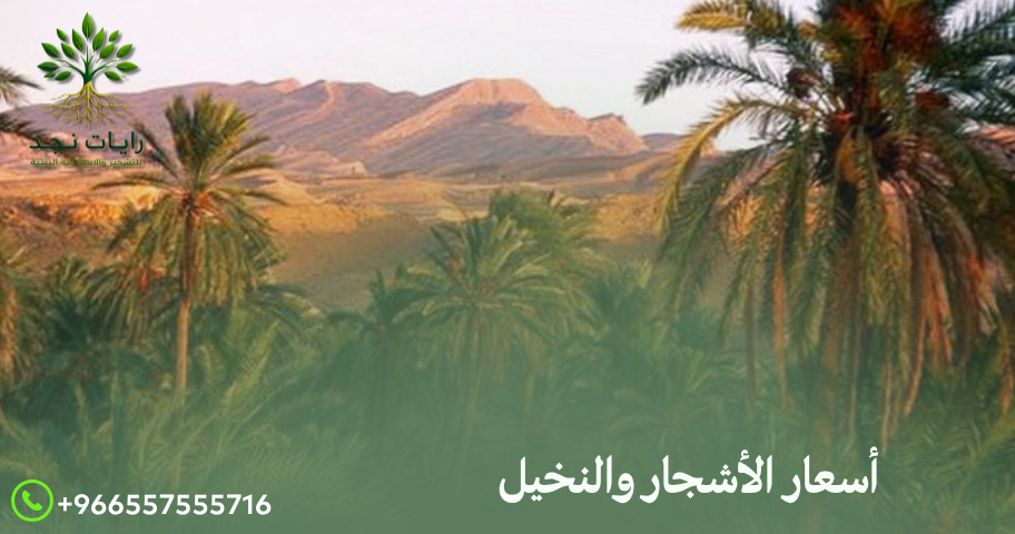 أسعار الأشجار والنخيل في الرياض