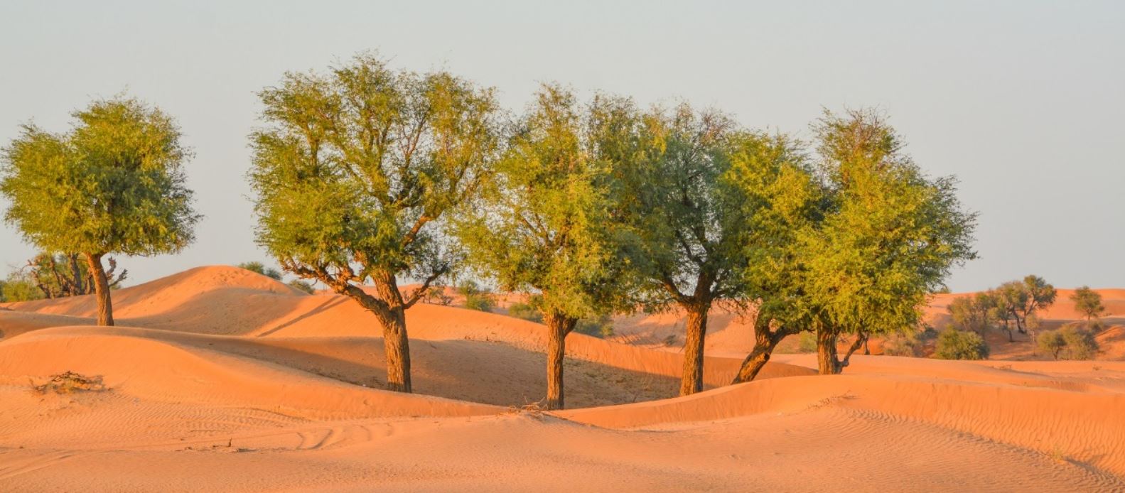 شجرة الغاف في السعودية والرياض: الزراعة والمميزات والاستخدامات