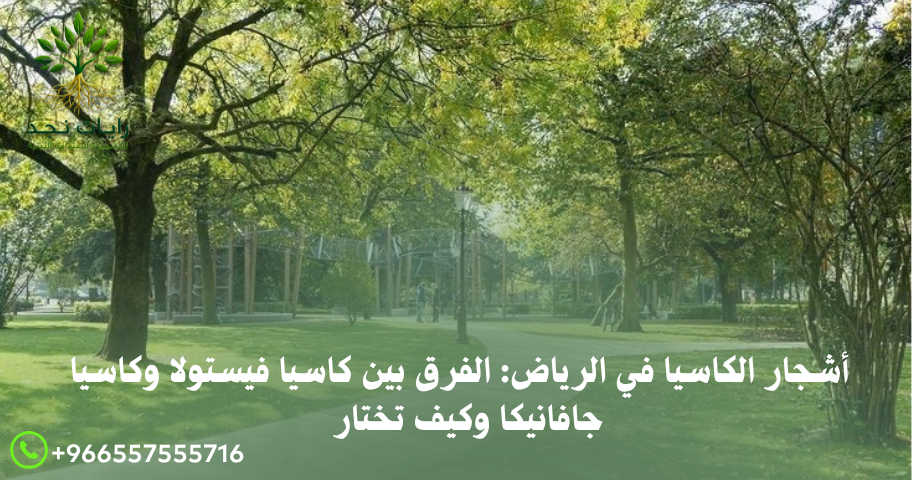 كاسيا جافانيكا بالرياض