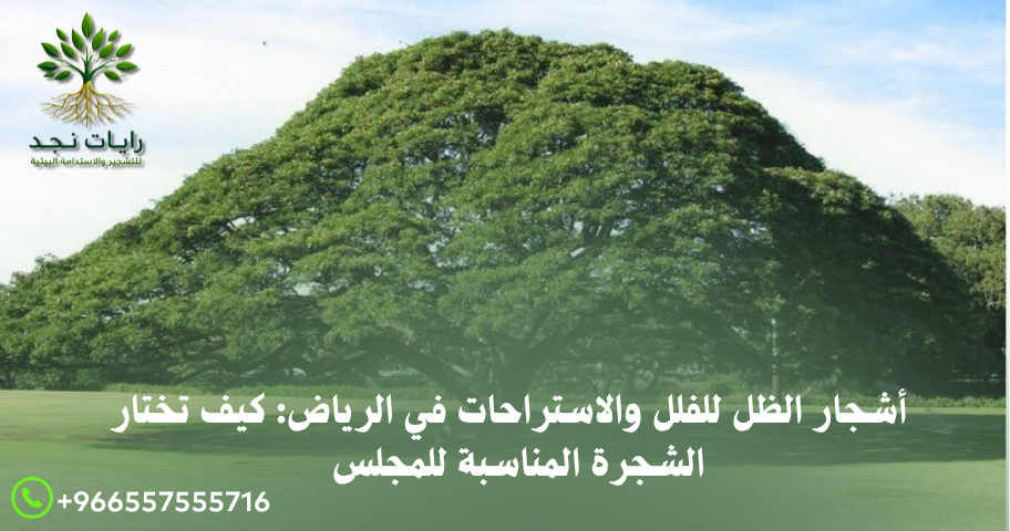 أشجار ظل للمجلس الخارجي بالرياض