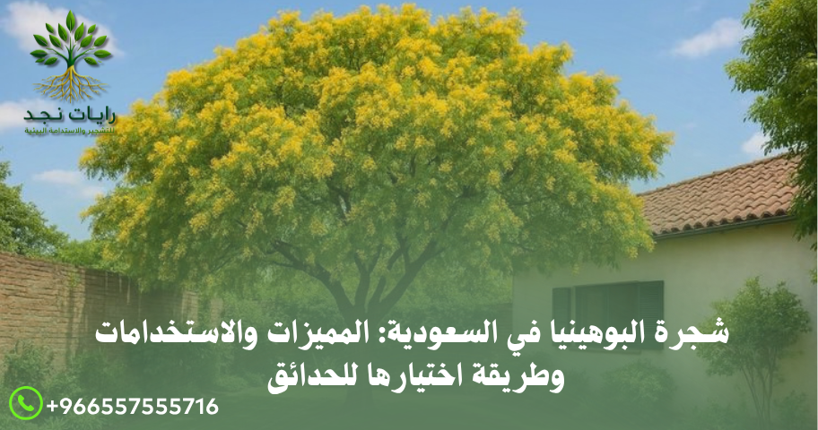 شراء شجرة البوهينيا في السعودية