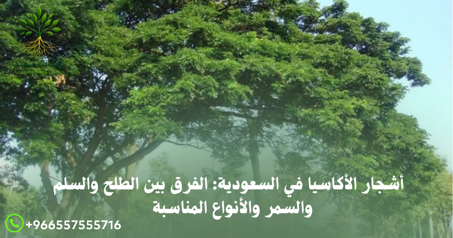 شجرة السلم في السعودية
