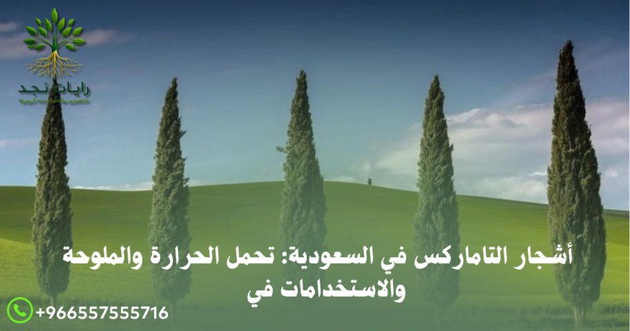 التاماركس يتحمل الملوحة