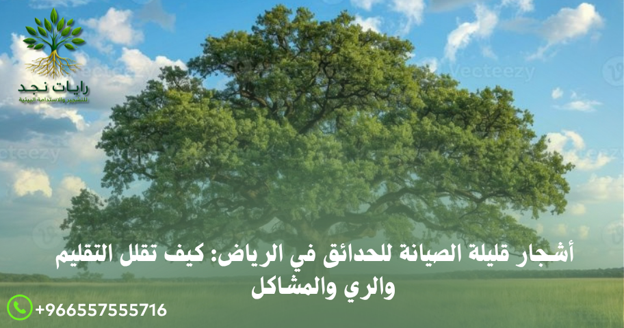 أشجار ظل قليلة الصيانة بالرياض